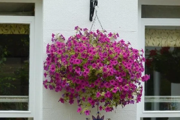 Hanging baskets and grounds